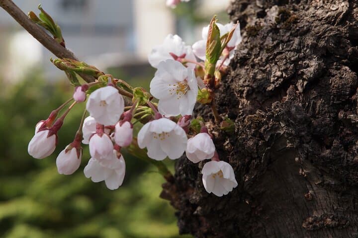 Full-Day Jomon World Heritage Site Tour in Hirosaki Area — photo 12