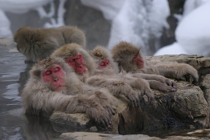Nagano Snow Monkey 1 Day Tour with Beef Sukiyaki Lunch from Tokyo — photo 2