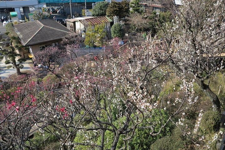 Historic Temple・traditional Japanese garden＆ Eating around at a shopping strip — photo 3