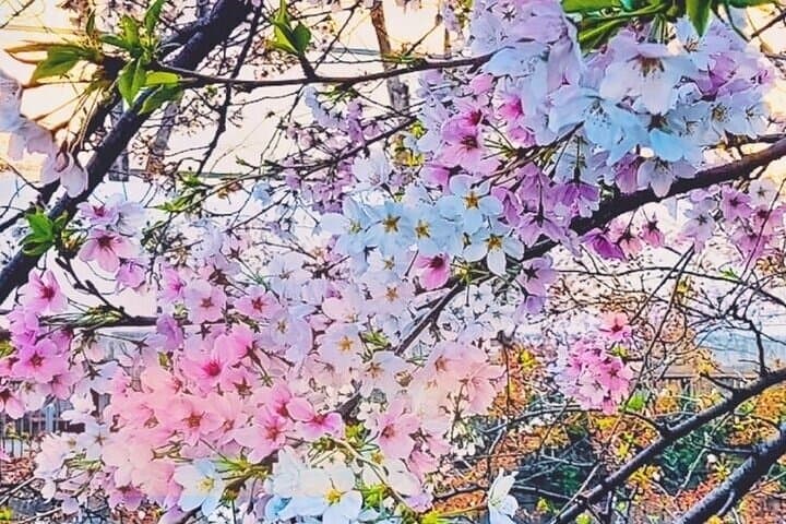 Licensed Guide Tokyo Meguro Cherry Blossom Walking Tour — photo 2