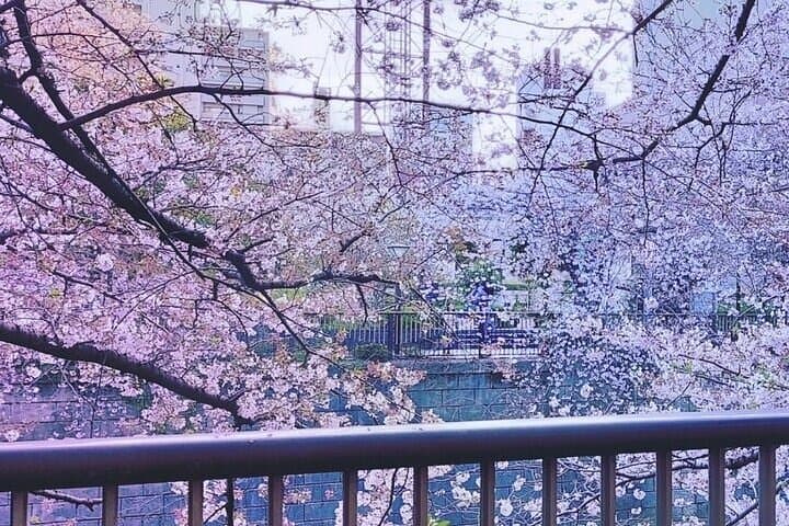 Licensed Guide Tokyo Meguro Cherry Blossom Walking Tour — photo 3