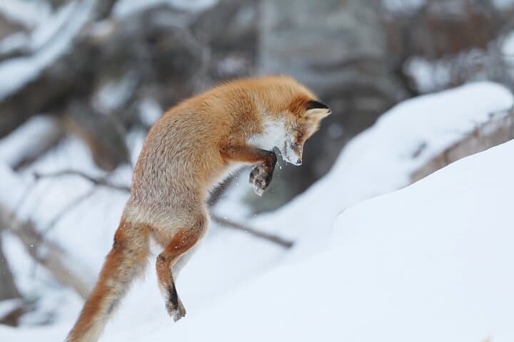 3.5hours Primeval Forest Snowshoe hike and Wildlife Watching Tour — photo 2