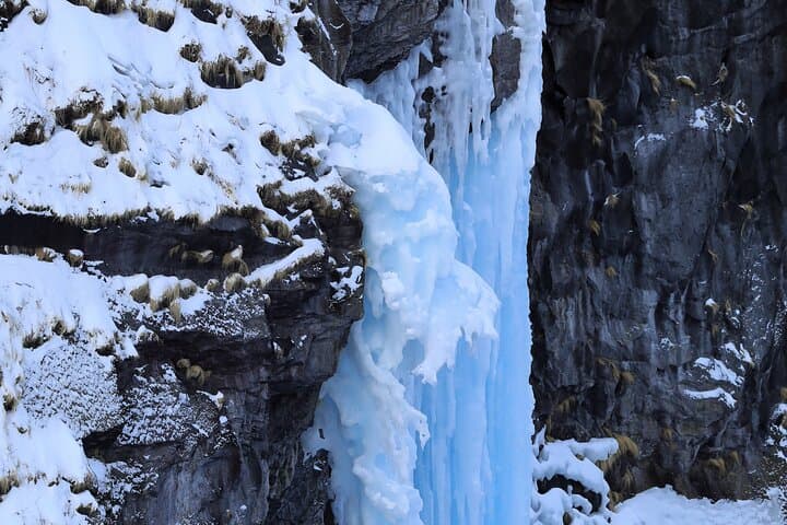 3.5hours Primeval Forest Snowshoe hike and Wildlife Watching Tour — photo 3