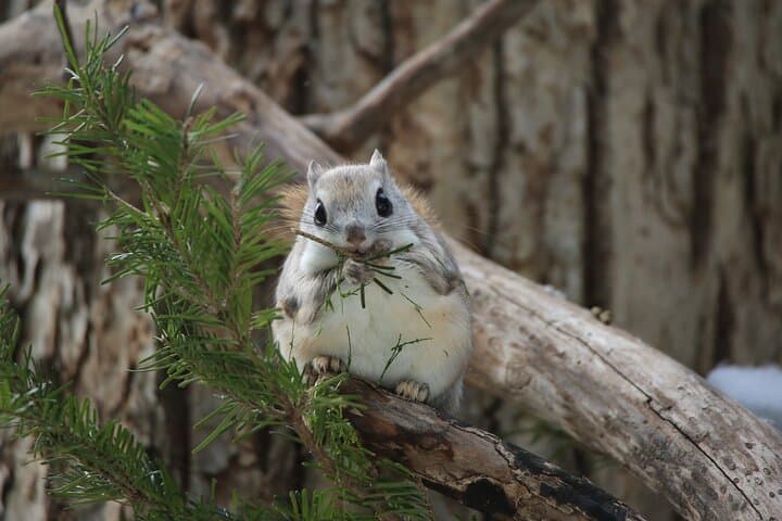 3.5hours Primeval Forest Snowshoe hike and Wildlife Watching Tour — photo 5