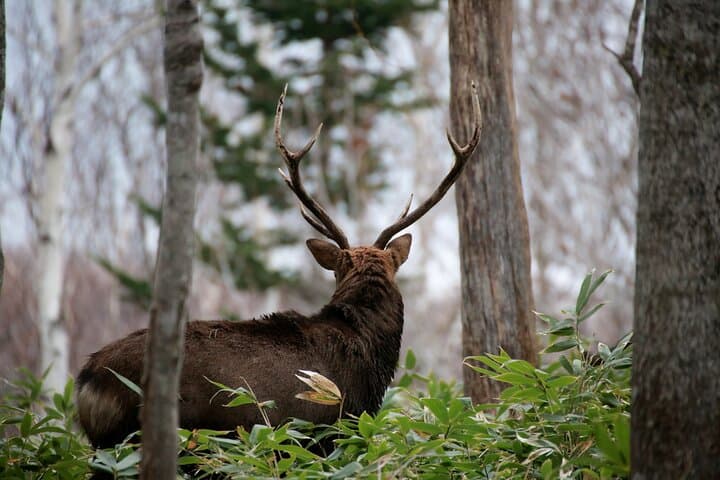 3.5hours Primeval Forest Snowshoe hike and Wildlife Watching Tour — photo 6