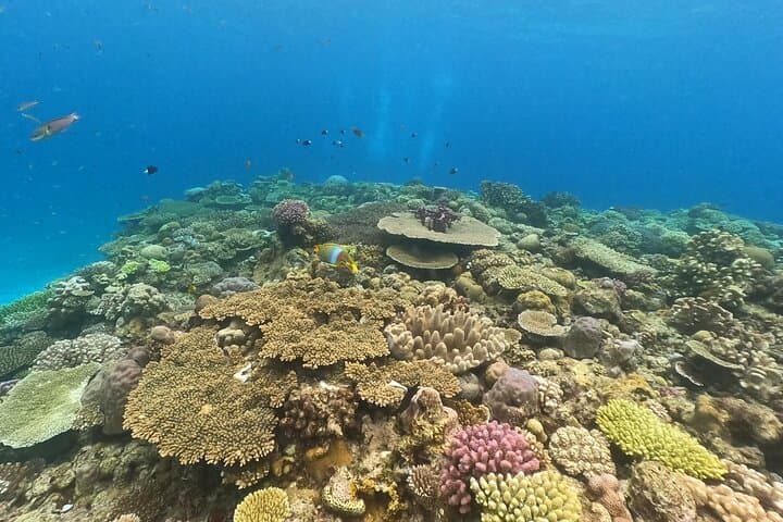 Okinawa: Discover SCUBA Diving 2 Dives at Minna, Sesoko or Motobu — photo 4