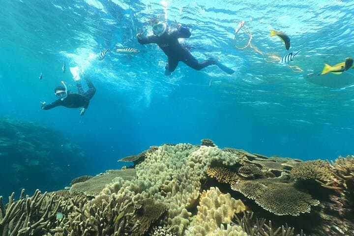 Okinawa : Boat Snorkeling 1 Round at Minna, Sesoko or Motobu — photo 3