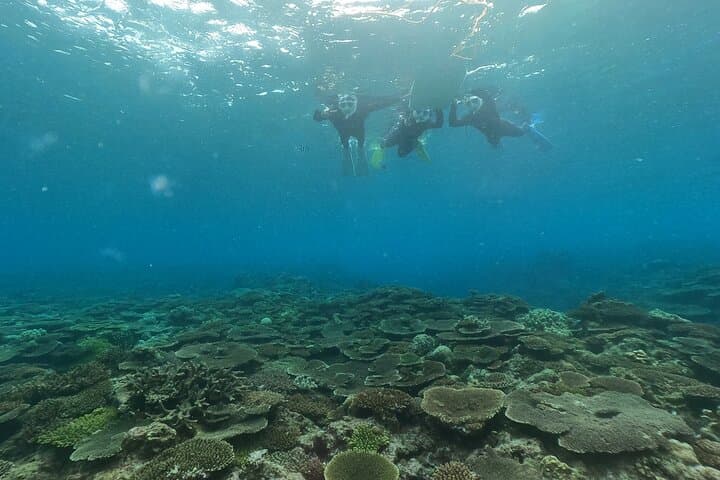 Okinawa: Boat Snorkeling 2 Rounds at Minna, Sesoko or Motobu — photo 3