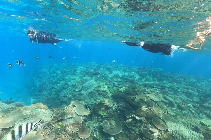 Okinawa: Boat Snorkeling 2 Rounds at Minna, Sesoko or Motobu — photo 4