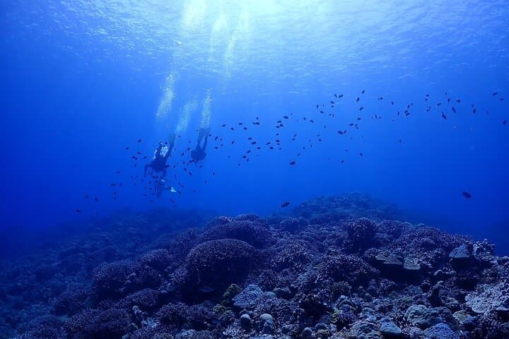Okinawa: Boat Fun Diving at Minna, Sesoko or Motobu — photo 2