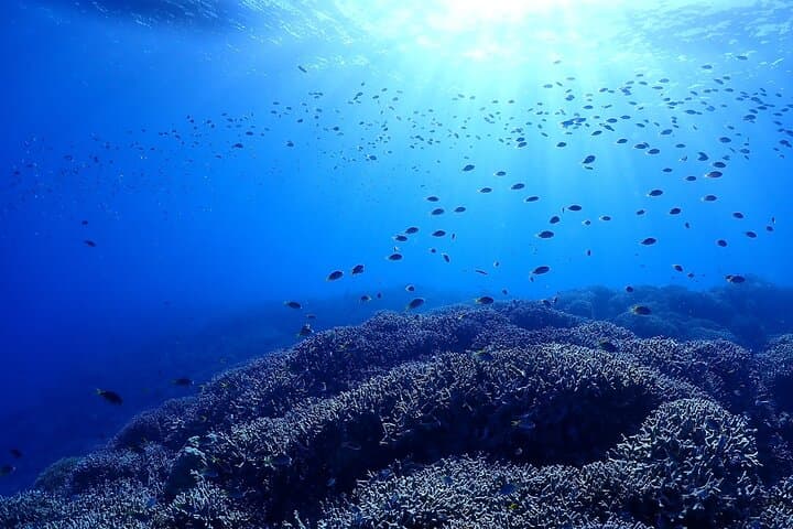 Okinawa: Boat Fun Diving at Minna, Sesoko or Motobu — photo 4