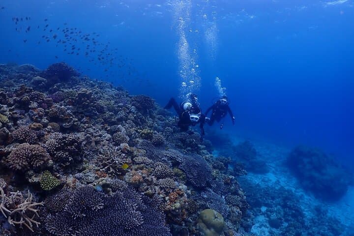 Okinawa: Boat Fun Diving at Minna, Sesoko or Motobu — photo 5