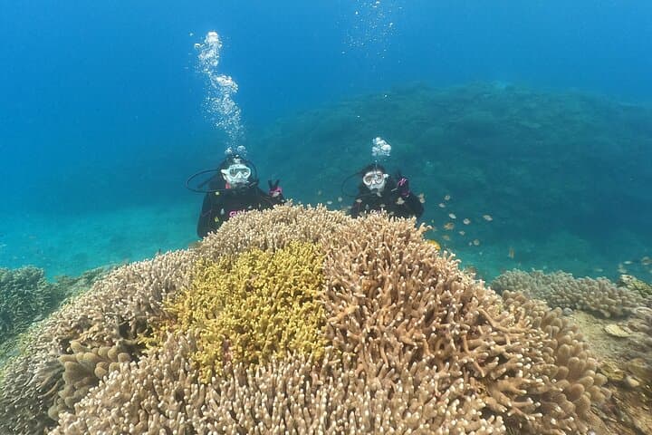 Okinawa: Discover SCUBA Diving 2 Dives at Minna, Sesoko or Motobu — photo 5