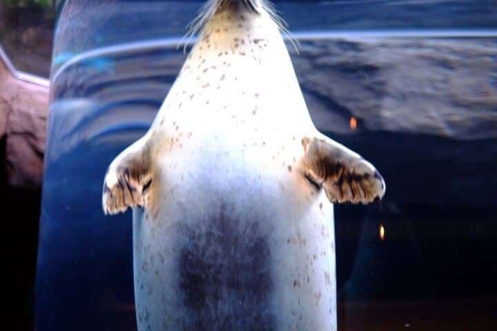 2026 Biei Blue Pond "Aoi-Ike", Asahiyama Zoo and Farm Tomita — photo 11
