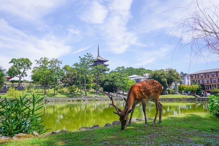 Nara Half Day Trip Walking Tour (Private Option Available) — photo 10