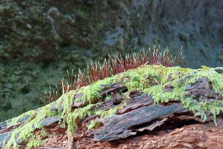 Private Day Trip of Lake Shikotsu and Moss Canyon — photo 10