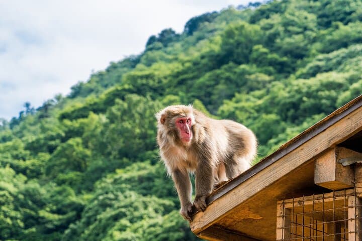 Kyoto's Top City Highlights: 2-Day Private Tour Experience — photo 6