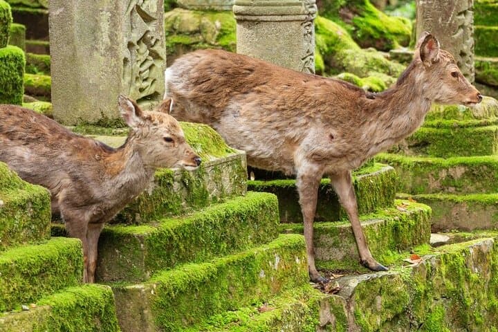 Arashiyama & Nara Highlights: One-Day Private Tour Adventure — photo 11