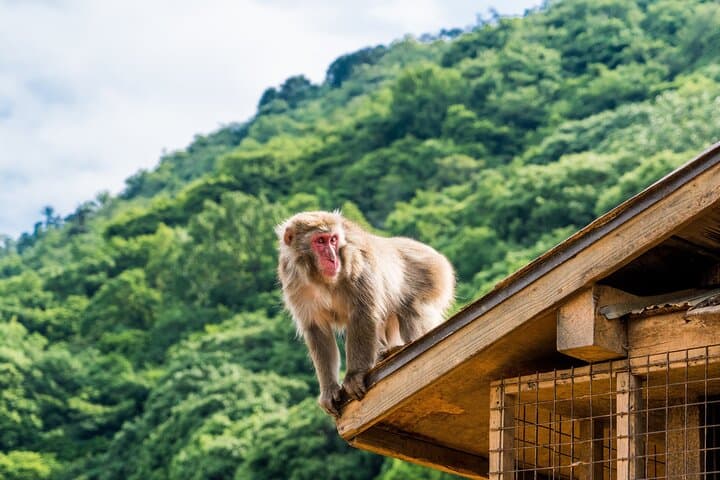 Tokyo to Kyoto 1-Full Day Private Guided Tour — photo 4