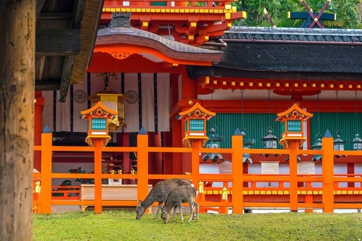 Arashiyama & Nara Highlights: One-Day Private Tour Adventure — photo 3