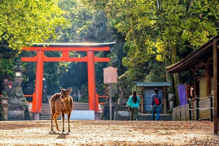 Arashiyama & Nara Highlights: One-Day Private Tour Adventure — photo 2