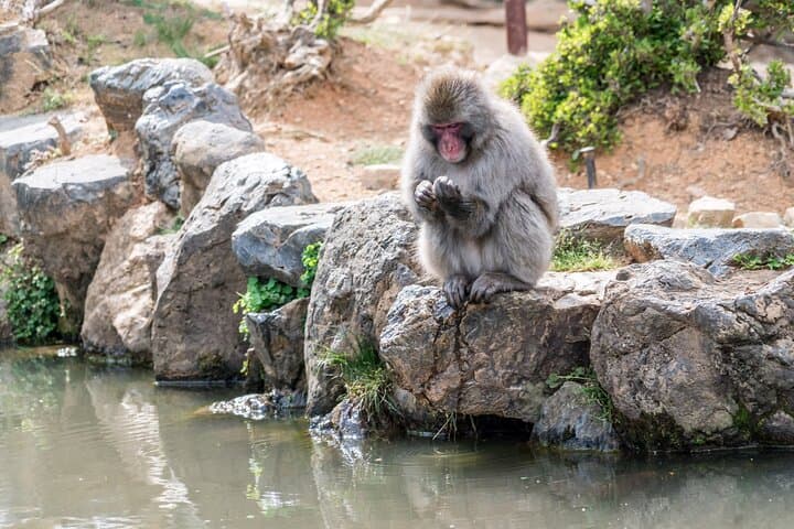 Arashiyama & Nara Highlights: One-Day Private Tour Adventure — photo 13