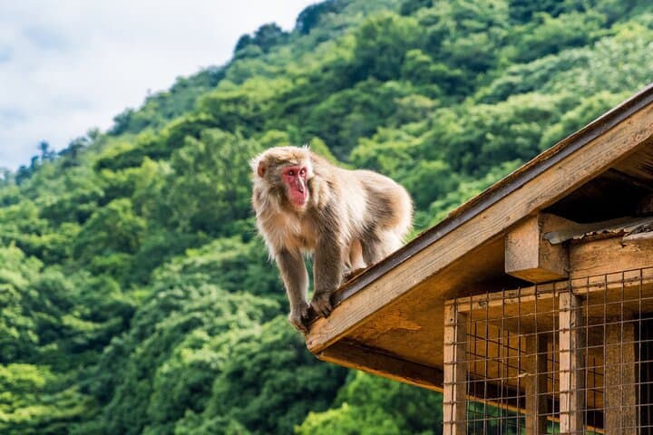 Arashiyama & Nara Highlights: One-Day Private Tour Adventure — photo 14