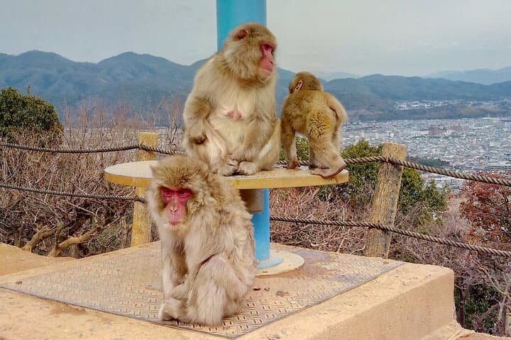 Arashiyama & Nara Highlights: One-Day Private Tour Adventure — photo 20