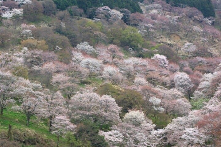 Cherry Blossom Buddha and Mt.Yoshino with Strawberry Picking Tour — photo 10
