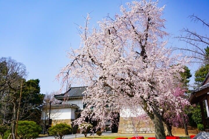 Kyoto's World Heritage Walking Tour from Kyoto st. — photo 5