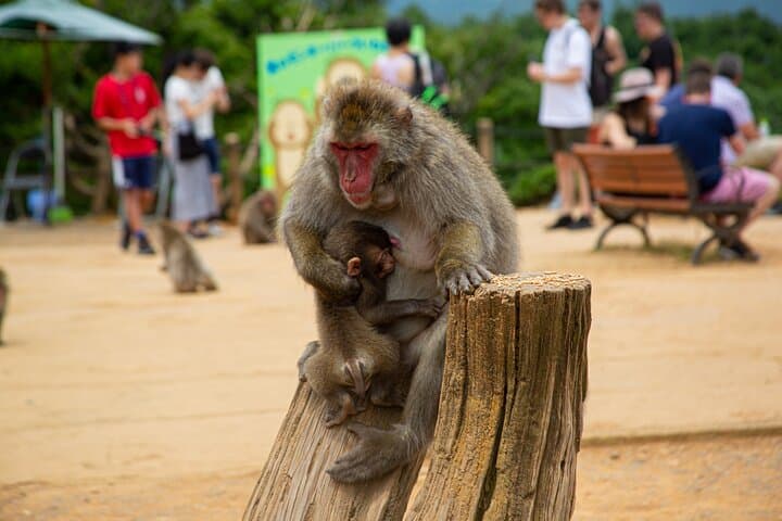 Kyoto Arashiyama Bamboo, Temple, Monkey or Local Mountain Brewery — photo 6