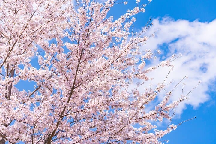 Mt. Fuji Cherry Blossom One Day Tour From Tokyo by Private Car — photo 4