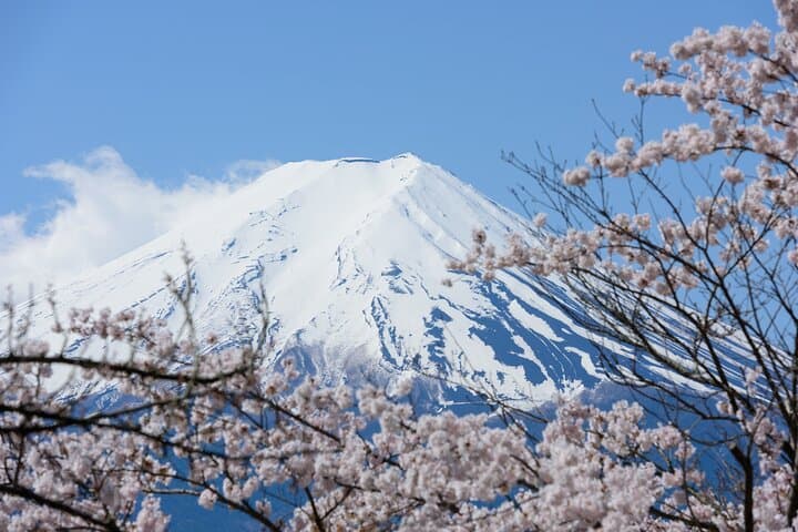 Mt. Fuji Cherry Blossom One Day Tour From Tokyo by Private Car — photo 5