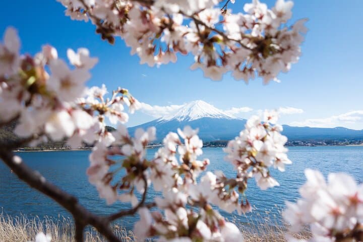 Mt. Fuji Cherry Blossom One Day Tour From Tokyo by Private Car — photo 6