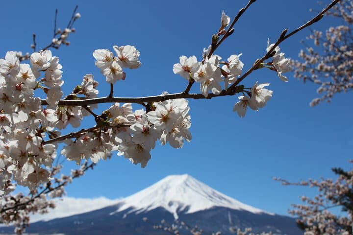Mt. Fuji Cherry Blossom One Day Tour From Tokyo by Private Car — photo 7