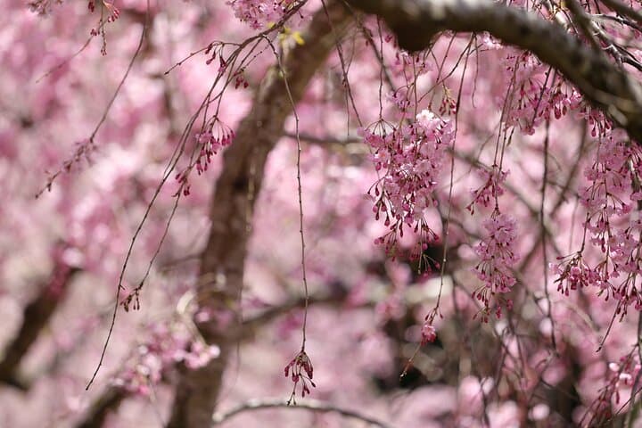 Mt. Fuji Cherry Blossom One Day Tour From Tokyo by Private Car — photo 8