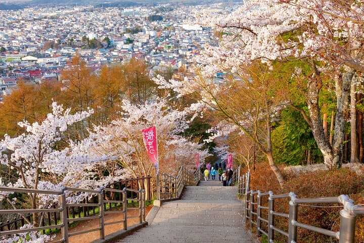 Mt. Fuji Cherry Blossom One Day Tour From Tokyo by Private Car — photo 9