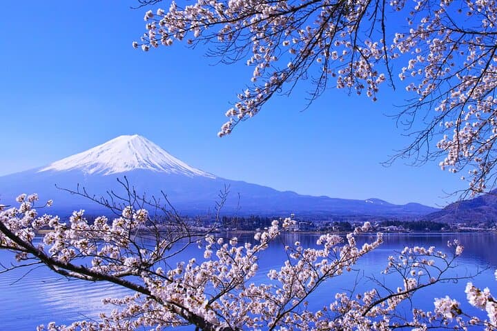 Mt. Fuji Cherry Blossom One Day Tour From Tokyo by Private Car — photo 10