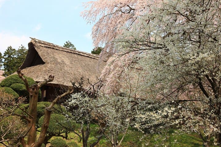 Mt. Fuji Cherry Blossom One Day Tour From Tokyo by Private Car — photo 11