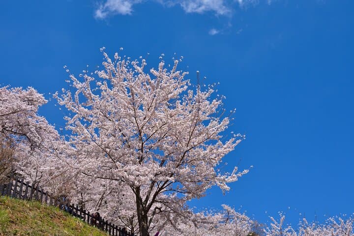 Mt. Fuji Cherry Blossom One Day Tour From Tokyo by Private Car — photo 12