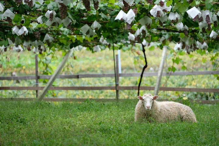 Private Wine Tasting Tour in Yamanashi Prefecture by Car — photo 5