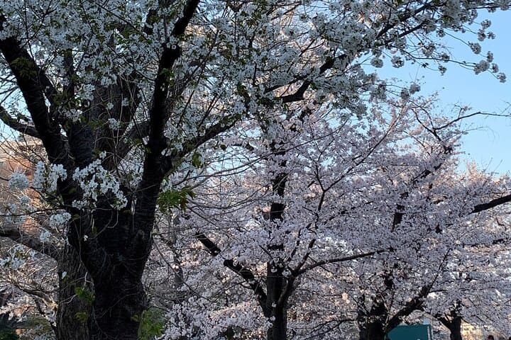 Private Tokyo Cherry Blossom Tour – Custom Sakura Viewing Spots — photo 6