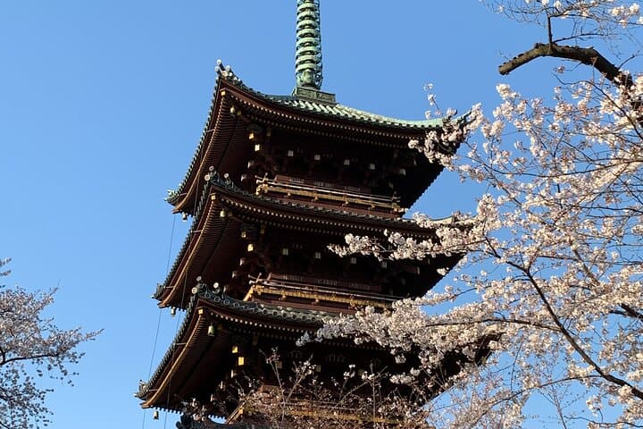 Private Tokyo Cherry Blossom Tour – Custom Sakura Viewing Spots — photo 2