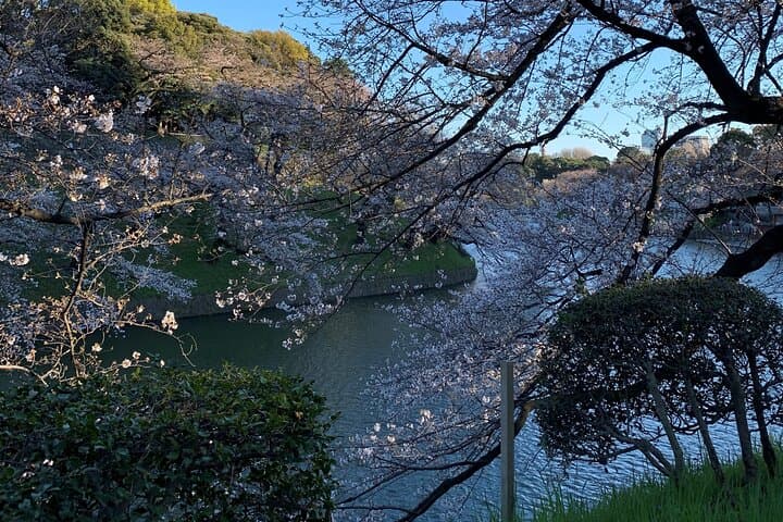 Private Tokyo Cherry Blossom Tour – Custom Sakura Viewing Spots — photo 7