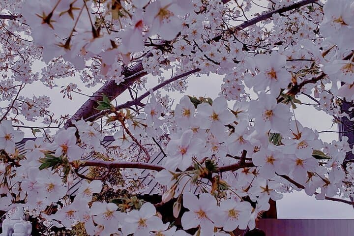 Licensed Guide Tokyo Meguro Cherry Blossom Walking Tour — photo 6