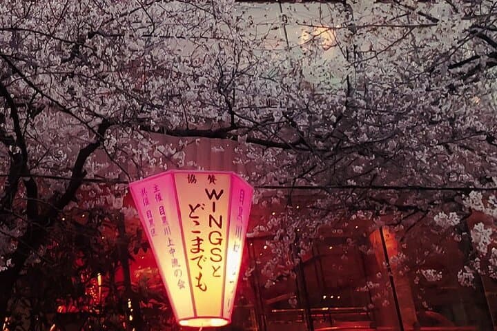 Licensed Guide Tokyo Meguro Cherry Blossom Walking Tour — photo 7
