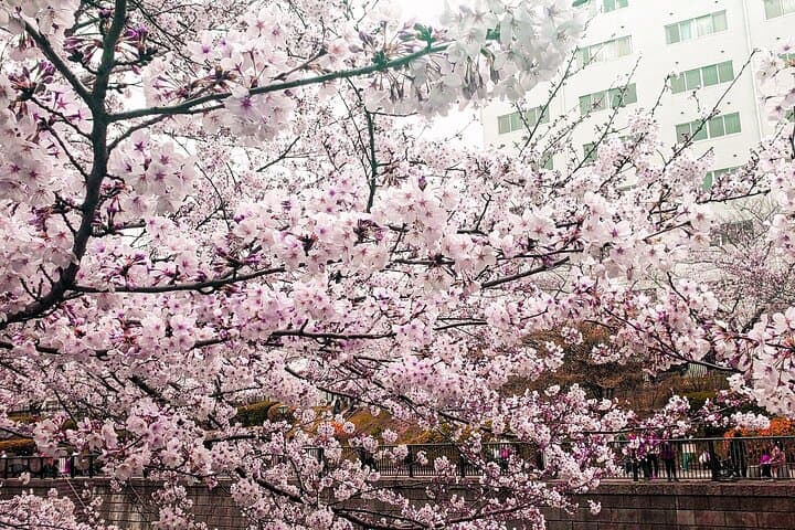 Licensed Guide Tokyo Meguro Cherry Blossom Walking Tour — photo 8