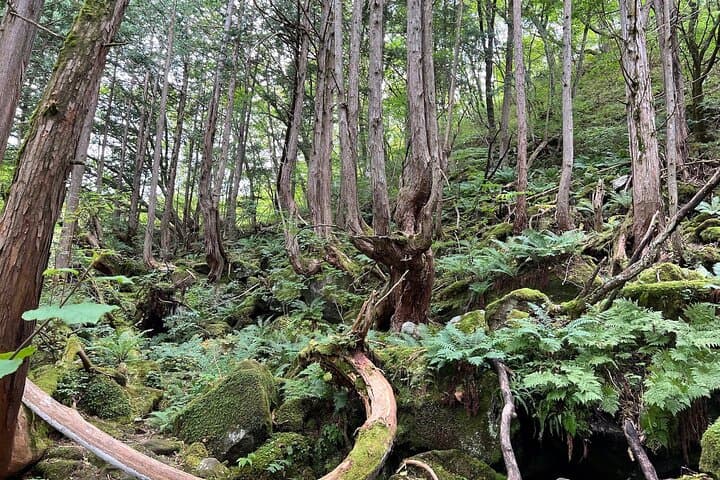 Ebike Tour in Lake Shirakaba and Tateshina Highland Japan — photo 5