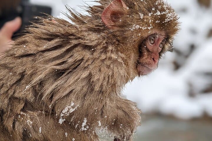 Nagano Snow Monkey 1 Day Tour with Beef Sukiyaki Lunch from Tokyo — photo 9