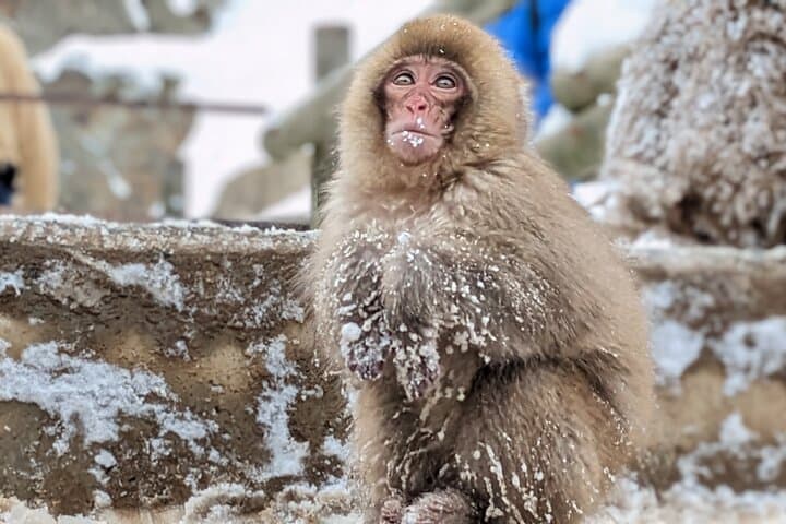Nagano Snow Monkey 1 Day Tour with Beef Sukiyaki Lunch from Tokyo — photo 10